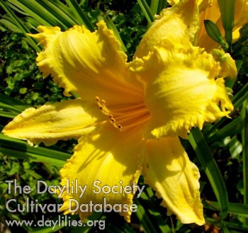 Daylily Golden Claws